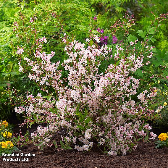 Deutzia x hybrida 'Tokyo Delight'