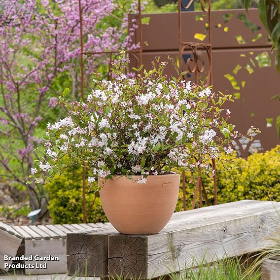 Deutzia x hybrida 'Tokyo Delight'