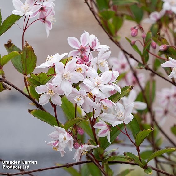 Deutzia x hybrida 'Tokyo Delight'