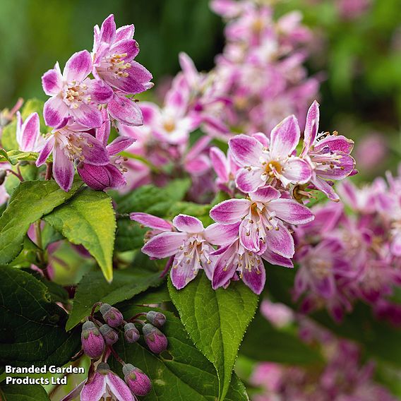 Deutzia × rosea 'Yuki Cherry Blossom'