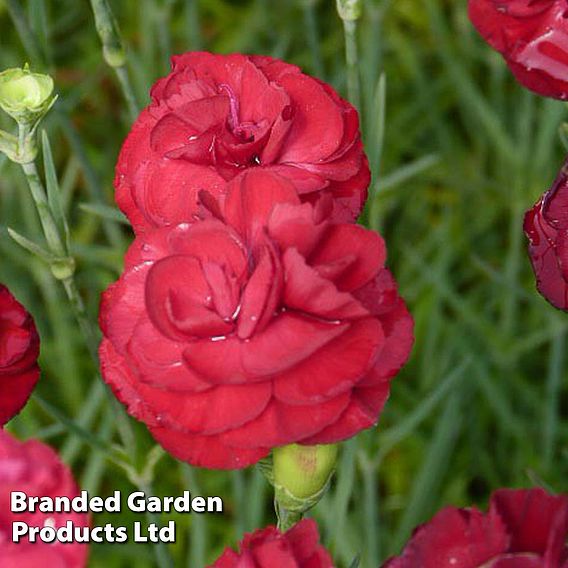 Dianthus Scent First Passion