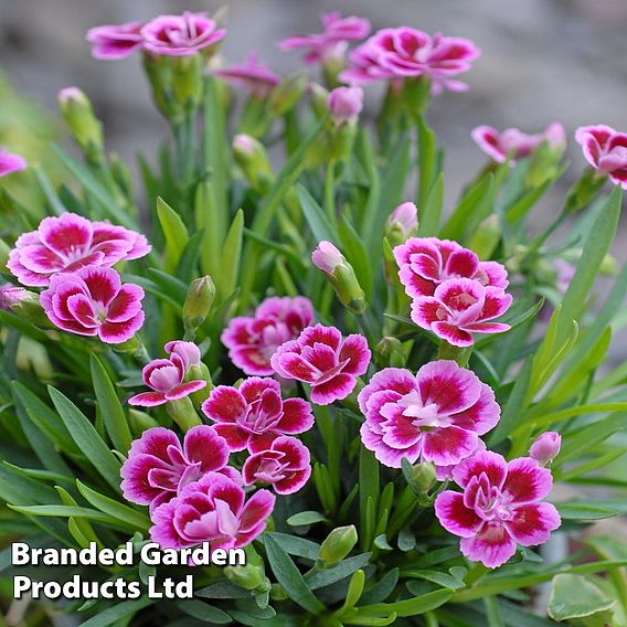 Dianthus 'Pink Kisses'