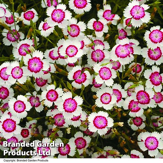 Dianthus deltoides 'Arctic Fire'