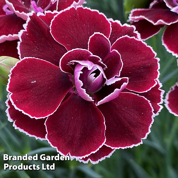 Dianthus 'Bicolor Burgundy'