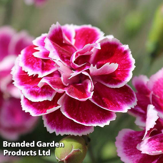 Dianthus 'Bicolor Magenta'