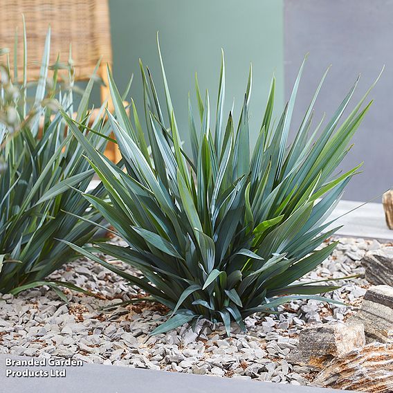 Dianella revoluta 'Blue Stream'