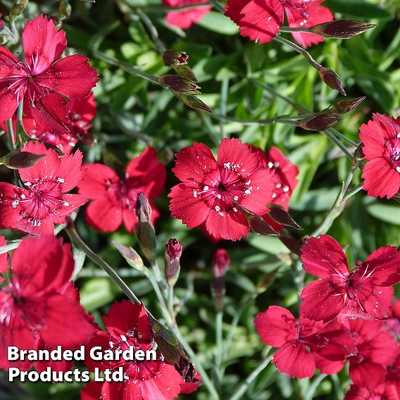 Dianthus deltoides 'Flashing Light'