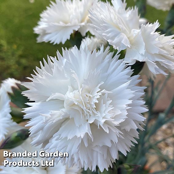 Dianthus 'White'