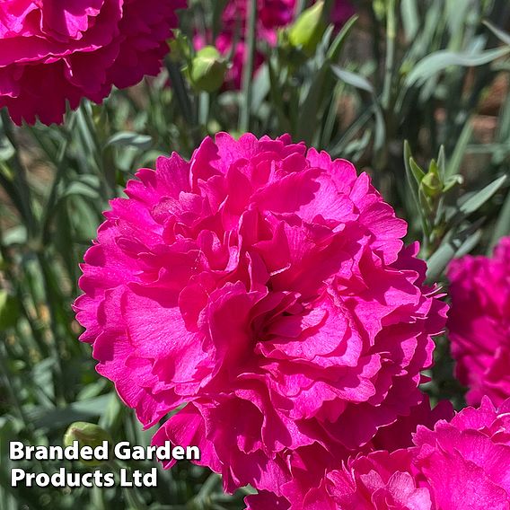 Dianthus 'Neon Pink'