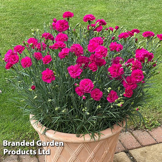 Dianthus 'Neon Pink'