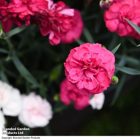 Dianthus 'Neon Pink'