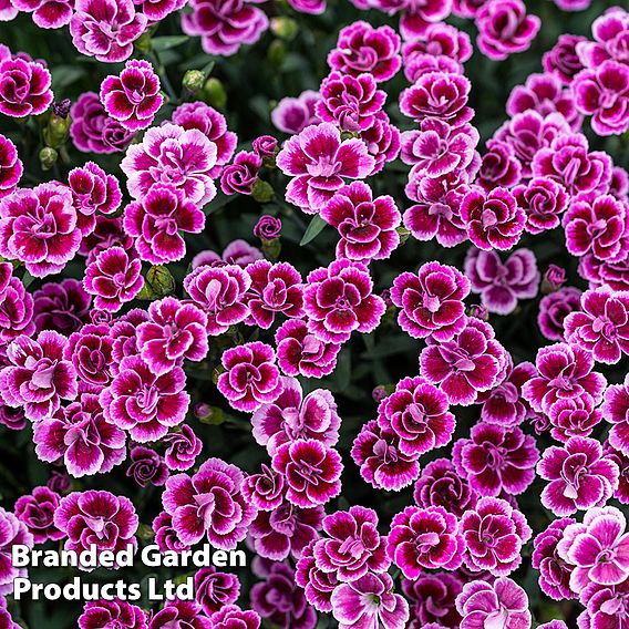 Dianthus 'Pink Kisses'