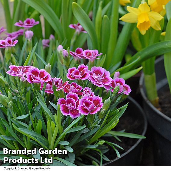 Dianthus 'Pink Kisses'