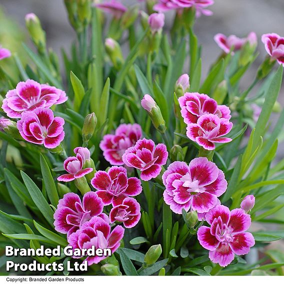 Dianthus 'Pink Kisses'