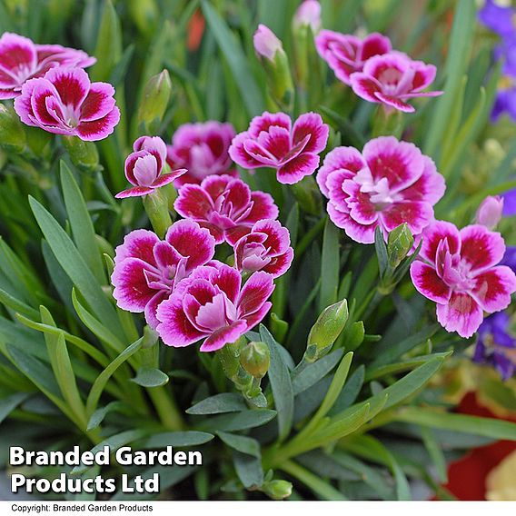 Dianthus 'Pink Kisses'