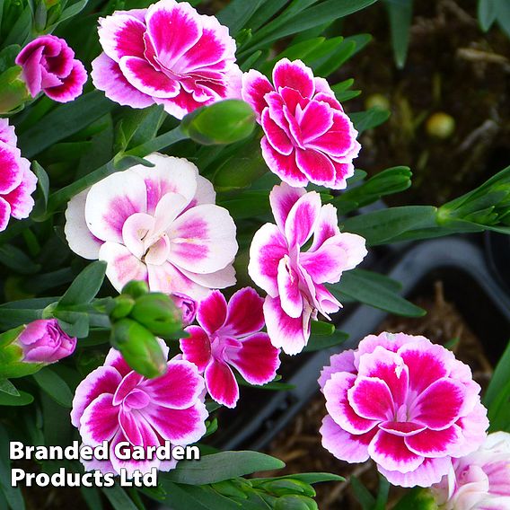 Dianthus 'Pink Kisses'