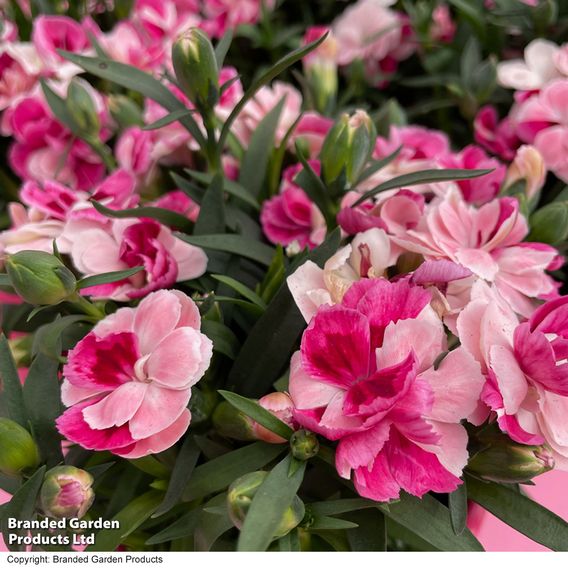 Dianthus 'Carnelia Pink & Proud'