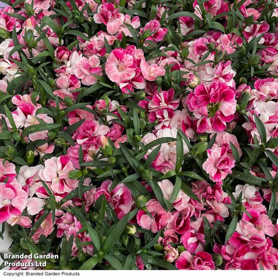 Dianthus 'Carnelia Pink & Proud'