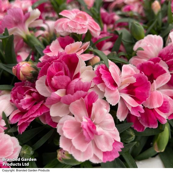 Dianthus 'Carnelia Pink & Proud'