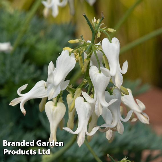 Dicentra 'Amore Titanium'