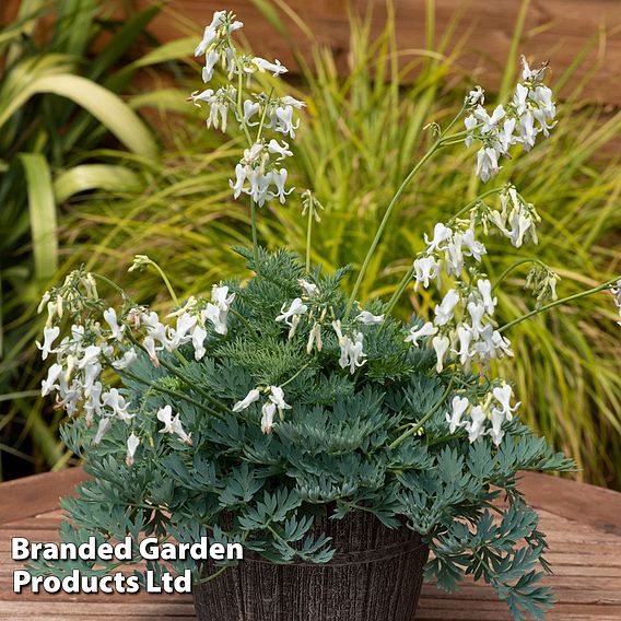 Dicentra 'Amore Titanium'