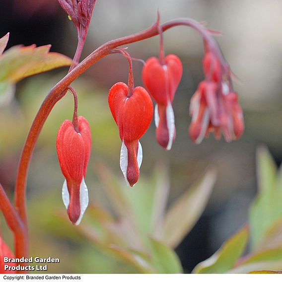 Dicentra spectabilis 'Valentine'