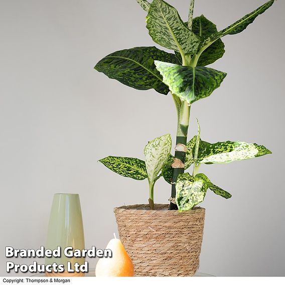 Dieffenbachia 'Reflector'