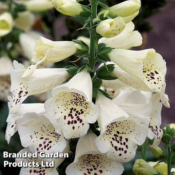 Foxglove 'Camelot Cream'