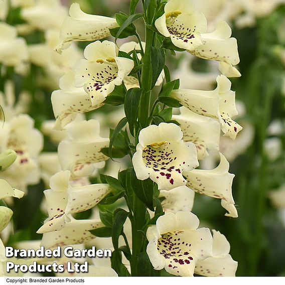 Foxglove 'Camelot Cream'