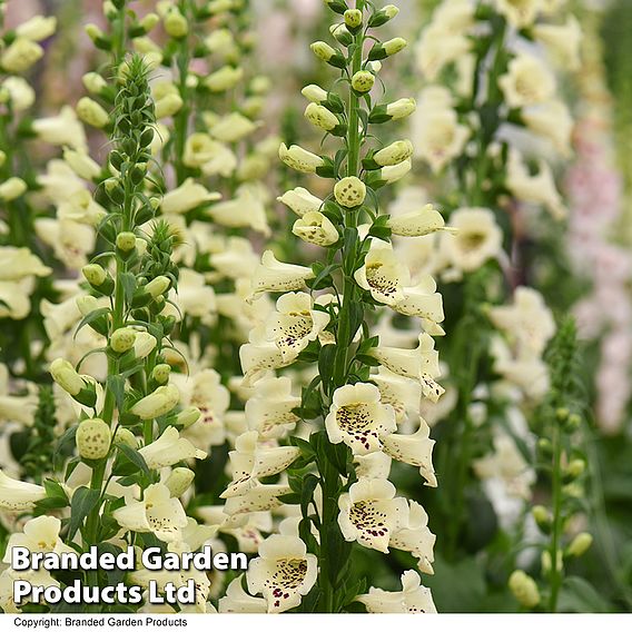 Foxglove 'Camelot Cream'