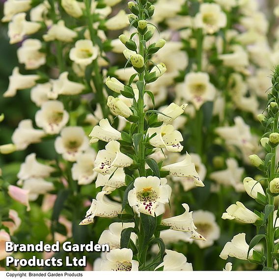 Foxglove 'Camelot Cream'