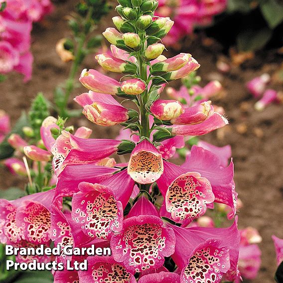 Foxglove 'Camelot Rose'