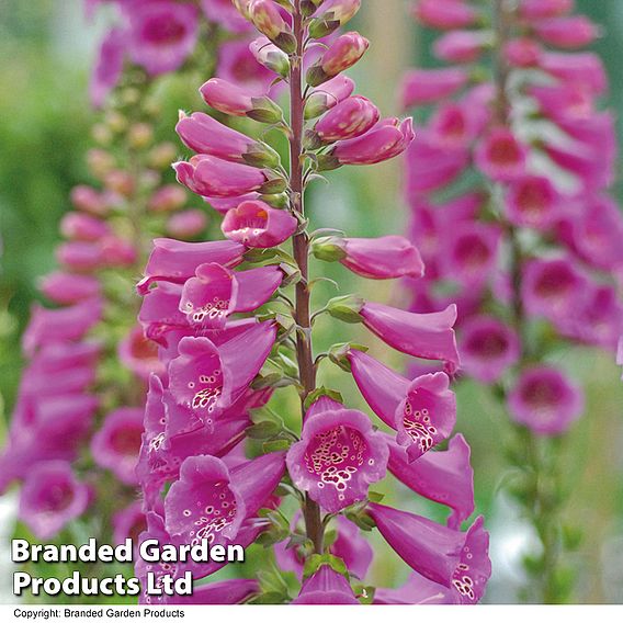 Foxglove 'Camelot Rose'