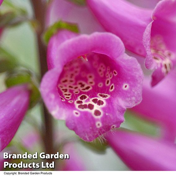 Foxglove 'Camelot Rose'