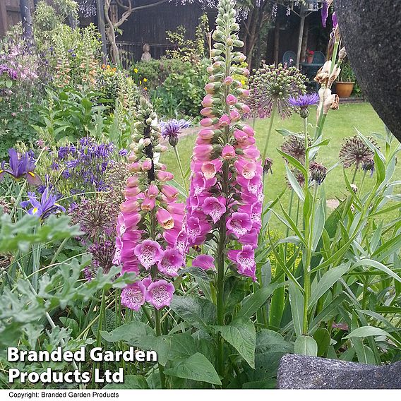 Foxglove 'Camelot Rose'