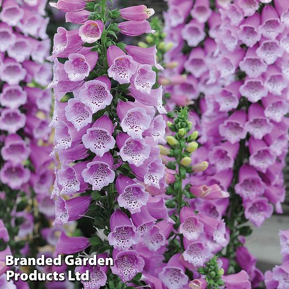 Foxglove 'Dalmatian Purple'