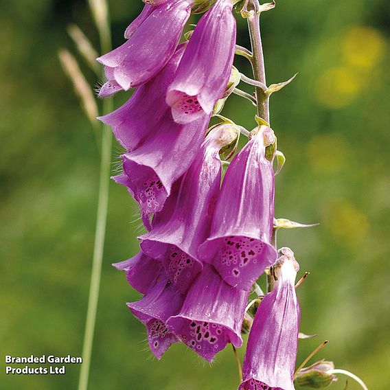 Foxglove 'Monstrosa' - Seeds