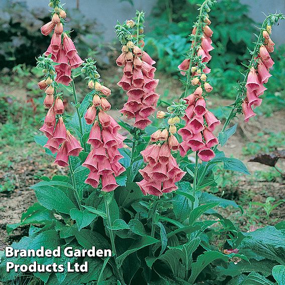 Foxglove 'Summer King' | Suttons