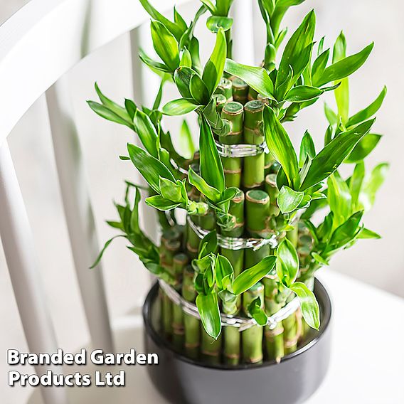 Dracaena sanderiana 'Lucky Bamboo'