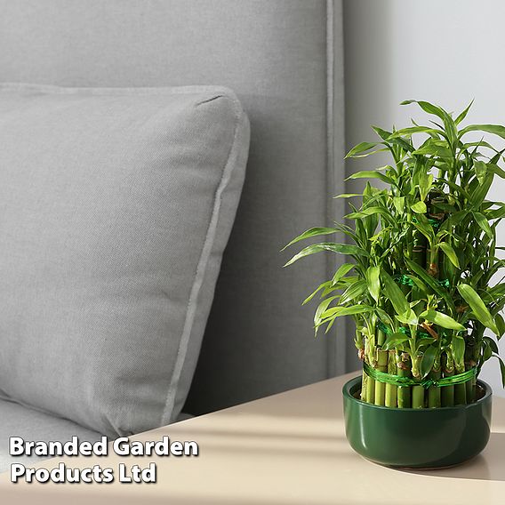 Dracaena sanderiana 'Lucky Bamboo'