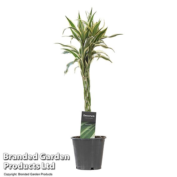 Dracaena surculosa 'Twisted Stem'