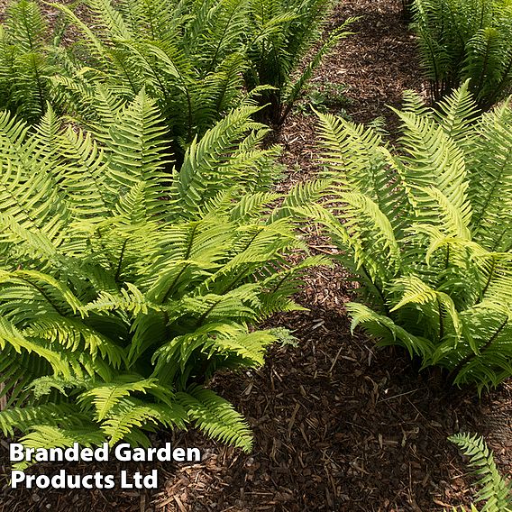 Dryopteris atrata | Suttons