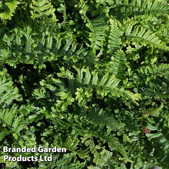 Dryopteris affinis 'Cristata'