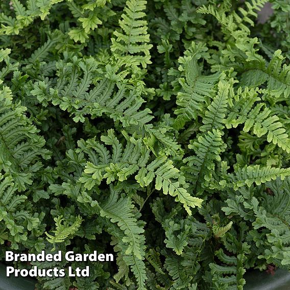 Dryopteris affinis 'Cristata'