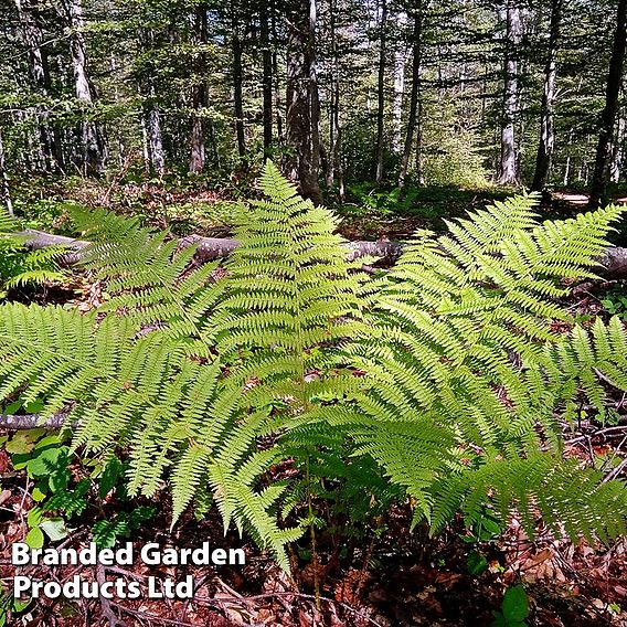 Dryopteris filix-mas