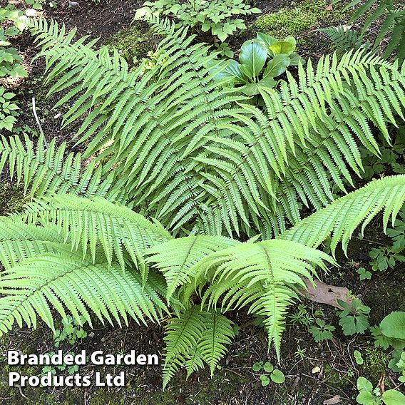 Dryopteris kuratae