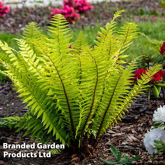 Dryopteris kuratae