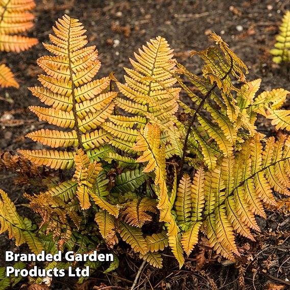 Dryopteris lepidopoda