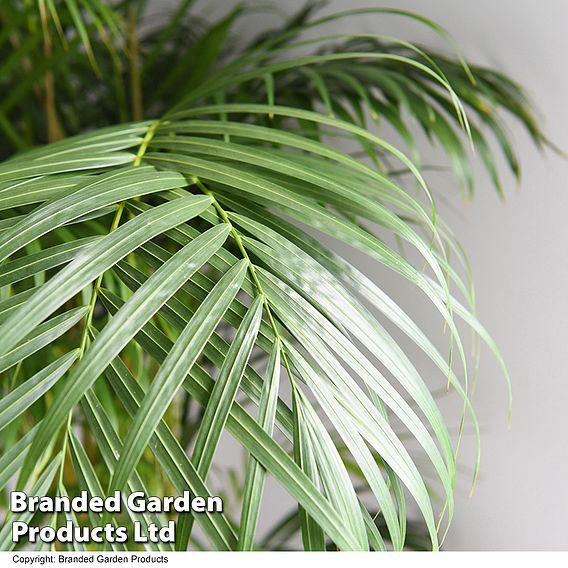 Dypsis lutescens in hydro pot