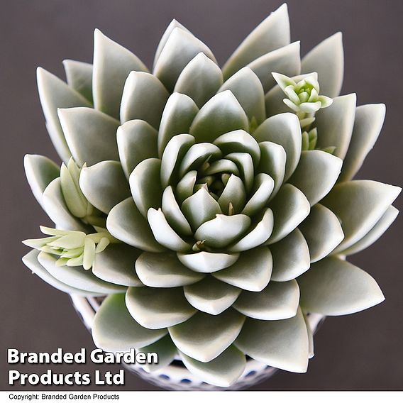 Echeveria 'Miranda Glow In The Dark'